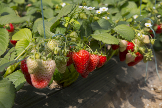 1683185338111770.png 測土儀